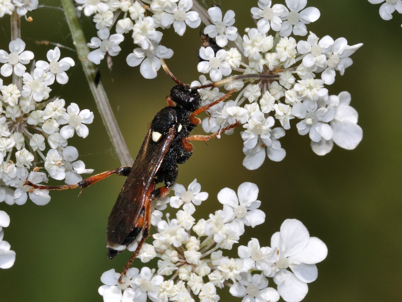Ichneumon sarcitorius ♀ (Ichneumonidae)